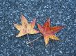 Leaves in fall