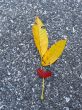 Leaves in fall