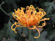 Chrysanthemums