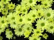 Chrysanthemums