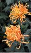 Chrysanthemums