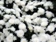 Chrysanthemums