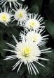 Chrysanthemums