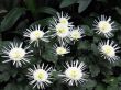 Chrysanthemums