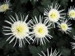 Chrysanthemums