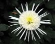 Chrysanthemum