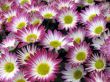 Chrysanthemums