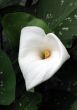 Calla-lily