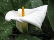 Calla-lily