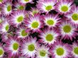 Chrysanthemums