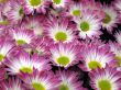 Chrysanthemums
