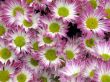 Chrysanthemums