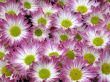Chrysanthemums