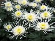 Chrysanthemums