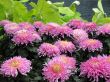 Chrysanthemums
