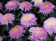 Chrysanthemums