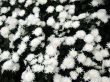 Chrysanthemums