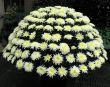 Chrysanthemums