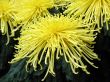 Chrysanthemums