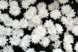 Chrysanthemums