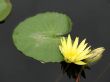 Water lily