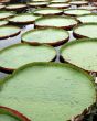 Water-platter