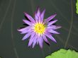 Water lily
