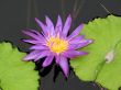 Water lily