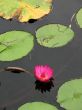 Water lily