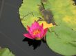 Water lily