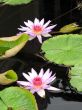Water lilies