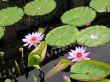 Water lilies
