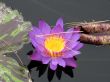 Water lily