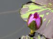 Water lily