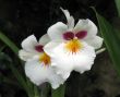 Orchids