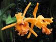 Orchids