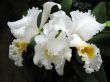 Orchids