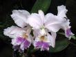 Orchids
