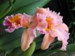 Orchids