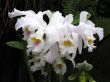Orchids