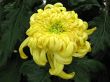 Chrysanthemums