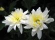 Chrysanthemums
