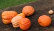 Pumpkins