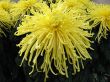 Chrysanthemums