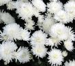 Chrysanthemums