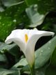 Calla-lily