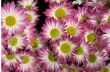 Chrysanthemums