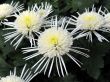 Chrysanthemums