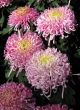 Chrysanthemums