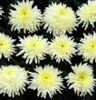 Chrysanthemums